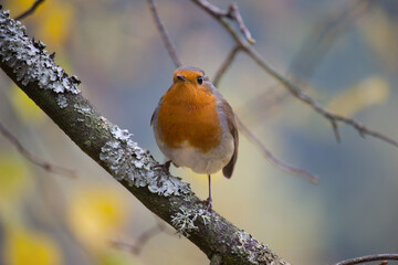 Robin bird sitting on branch christmas winter spring