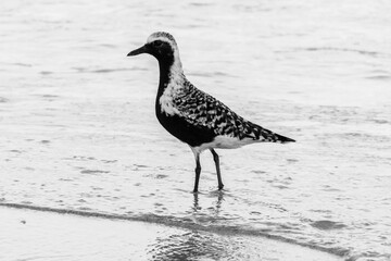 Black-bellied plover gazing, standing in water 