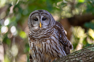 A barred owl perched in a tree looking straight on