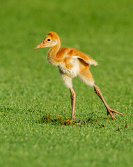 Sandhill chick shakes its left leg