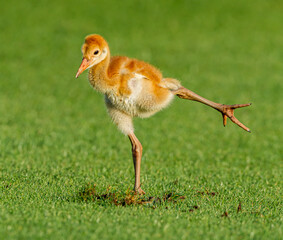 Sandhill crane chick shaking left leg.