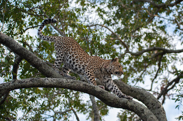 A wild Leopard seen on a safari in South Africa
