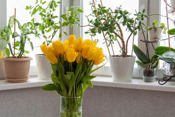 A bouquet of fresh yellow tulips. A bouquet of tulips on the table in front of the window with plants. Spring flowers in the interior. The concept of spring or holiday, March 8,