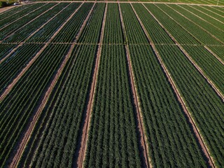 Aerial view of field of culture in ejido  Community dedicated to agriculture and livestock.. 