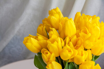 A bouquet of fresh yellow tulips on a light background. Spring flowers in the interior. The concept of spring or holiday, March 8, International Women's Day,
