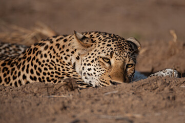 A wild Leopard seen on a safari in South Africa