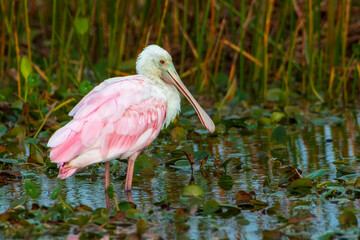 A Roseate Spoonbill standing in water in Orlando Wetlands, Florida.