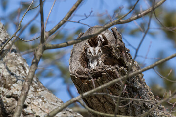 Eastern screech owl showing off its incredible camouflage as it sits in a hollow tree. 