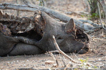 The remains of a poached White Rhino, it’s front horn chopped off with an axe, seen on a safari in South Africa