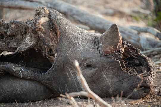 The Remains Of A Poached White Rhino, It’s Front Horn Chopped Off With An Axe, Seen On A Safari In South Africa