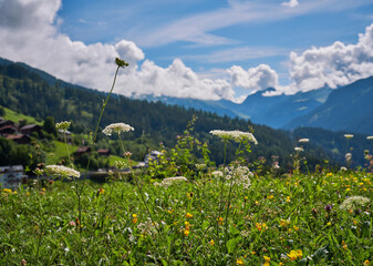 Panoramic view of beautiful landscape in the Swiss Alps with beautiful flowers