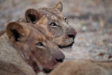 Young female Lion seen on a safari in South Africa
