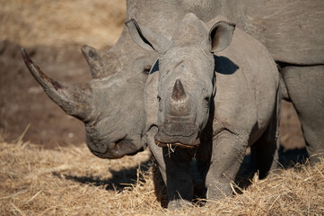 A Young White Rhino seen on a safari in South Africa