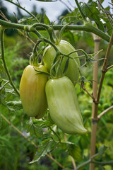 Ripe bell peppers growing in the garden. Orange and green pepper. The harvest of vegetables.