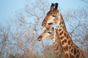 Southern Giraffe seen on a safari in South Africa
