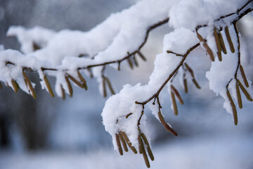 Obraz premium It's wintertime, snow on a hazel tree branches in the morning, during sunrise.