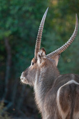 A Male Waterbuck seen on a safari in South Africa