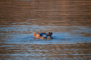 Fototapeta premium A Hippo seen on a safari in South Africa