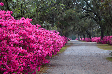 USA, Georgia, Savannah. Bonaventure Cemetery in the spring with azaleas in bloom. - obrazy, fototapety, plakaty