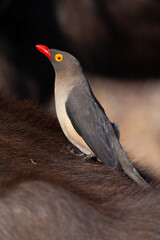 Red Billed Oxpecker seen on a Buffalo on a safari in South Africa