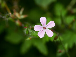 pink flower in the garden