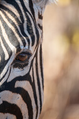 Fototapeta premium A Zebra seen on a safari in South Africa