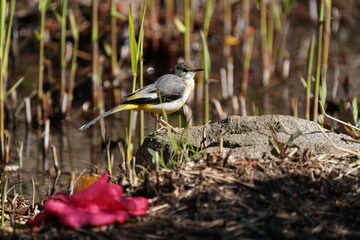 gray wagtail on the perch