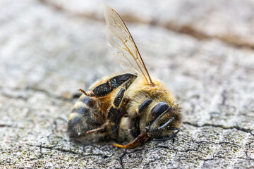 eine tote Biene liegt auf Holz, Nahaufnahme