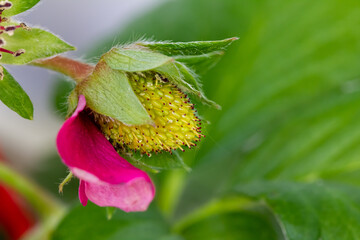 die Blüte einer Erdbeerpflanze (Immertragende Ziererdbeere)