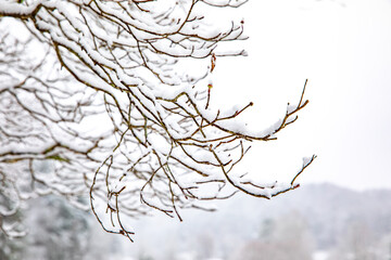 Thin, wooded branches covered with snow