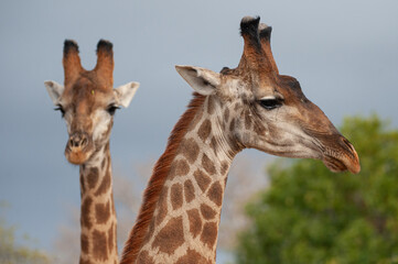Southern Giraffe seen on a safari in South Africa