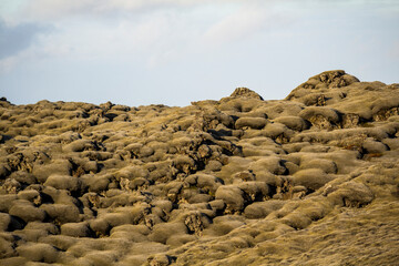 Moss covering lava field, Thjodvegur road