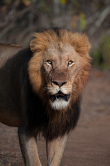 Fototapeta na wymiar A Male Lion seen on a safari in Kruger National Park in South Africa