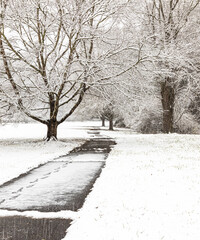 Trees laden with heavy snow in winter