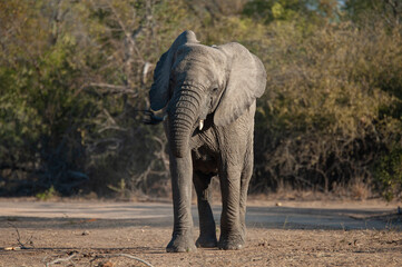 An African Elephant seen on a safari in South Africa