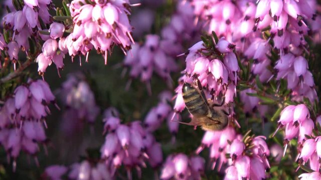 eine Biene sammelt auf einer Blume (Schneeheide) Honig
