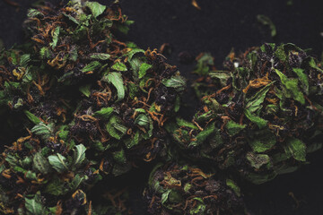 Purple Haze Cannabis Marijuana Dry Buds