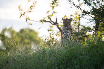 Fototapeta na wymiar A wild Leopard seen on a safari in South Africa
