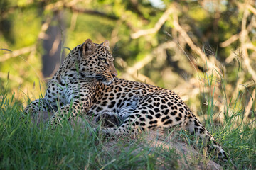 A wild Leopard seen on a safari in South Africa