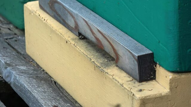 Nahaufnahme von vielen Honigbienen in ihrer Bienenbox