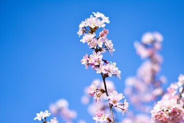 Kirschblüten am Ast  im Frühling bei strahlendem blauen Himmel