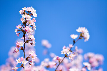 Kirschblüten im Frühling bei strahlendem blauen Himmel