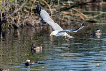 Seagull with wings up and carrying a leaf in bill glides over the reflective lagoon pond water as the swimming ducks watch