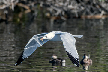 Seagull carrying a leaf in bill glides over the reflective lagoon pond water as the swimming ducks watch.