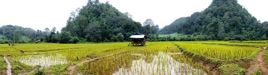 Fototapeta na wymiar wooden hut in the middle of rice fields, Pai, Northern Thailand- a guided trekking tour in the mountains between Tham Lot, Pai and Mae Hong Son leading through the rice fields of local farmers