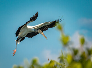 Wood stork flying and coming in for a landing