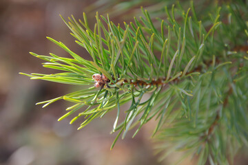 branch of a pine