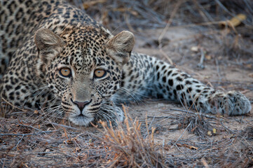 A wild Leopard seen on a safari in South Africa