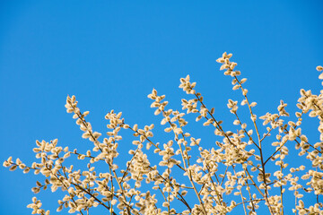 Spring nature background with pussy-willow branches