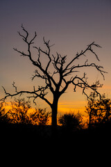 An African sunset scene on a safari in South Africa